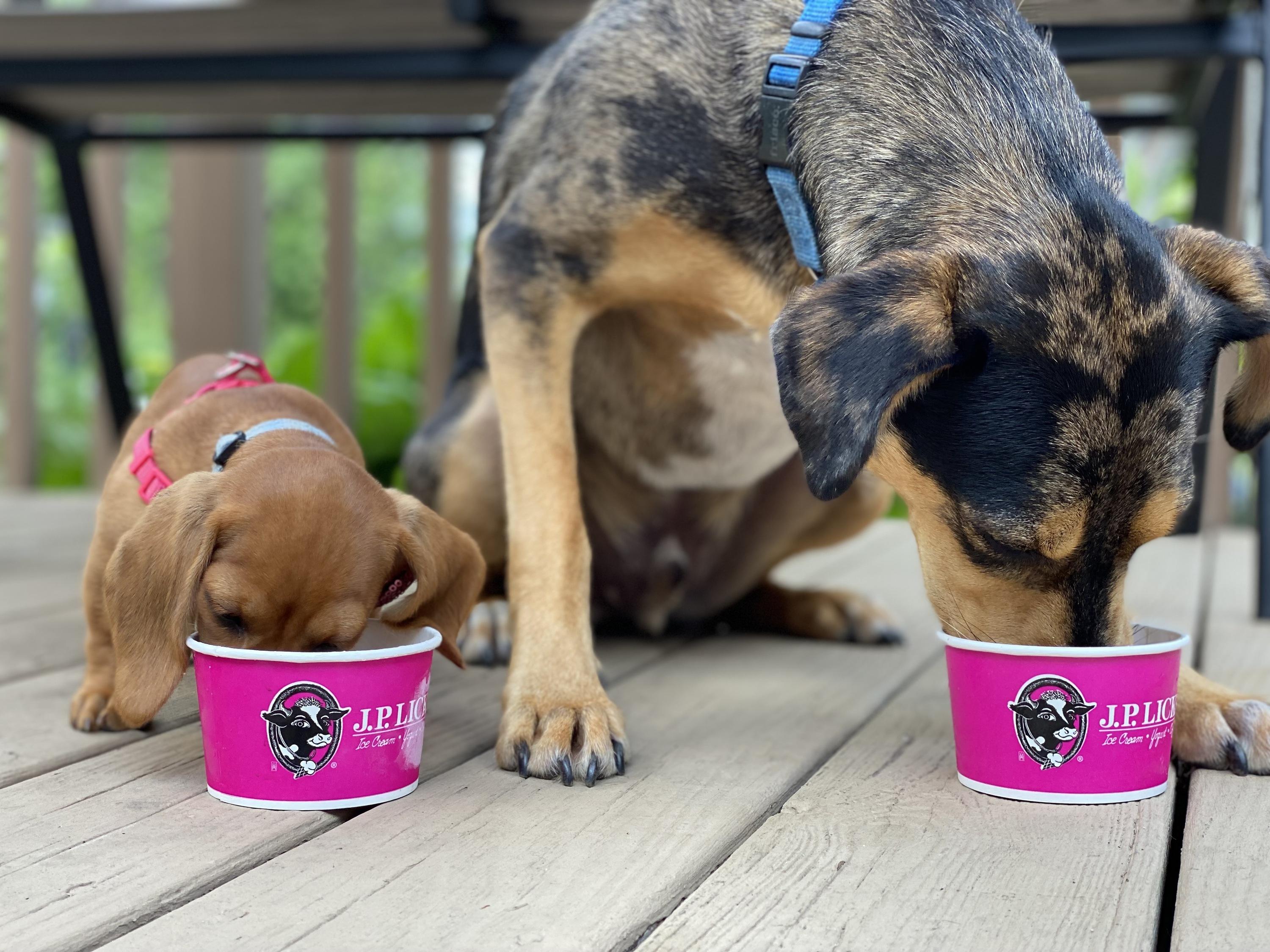 13 Pet-friendly Spots in Boston Perfect for Dogs