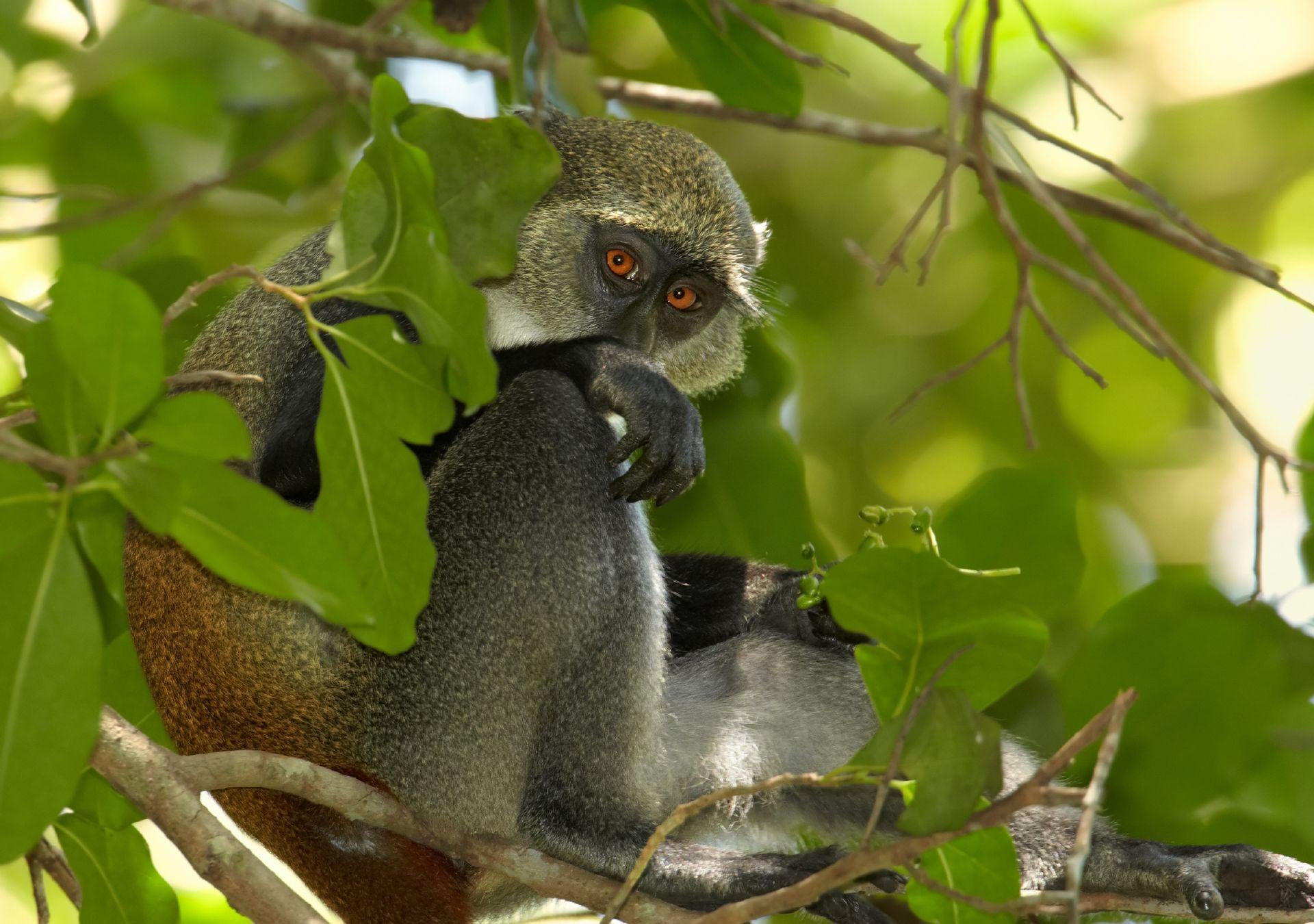 Il Parco Nazionale di Jozani Chwaka Bay ospita tante specie diverse di scimmia © Martin Mecnarowski / Shutterstock