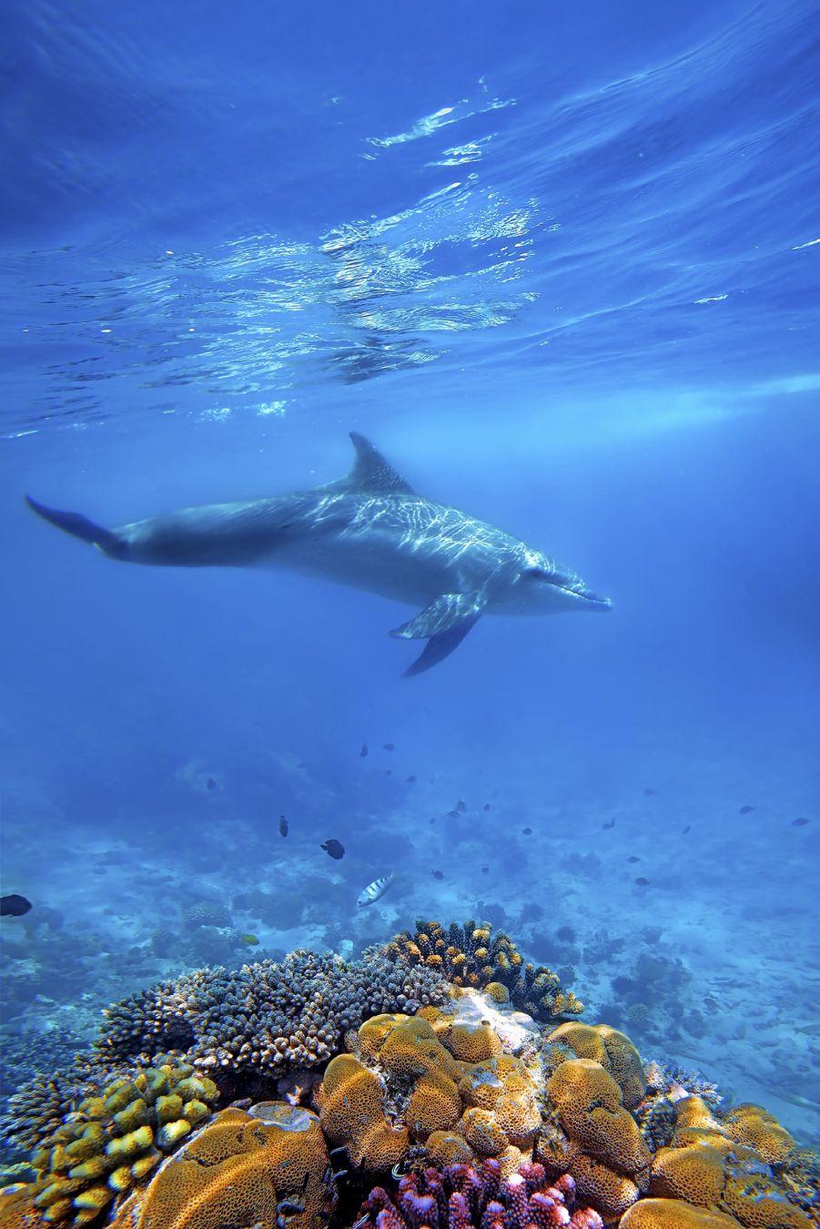 Immergetevi nell'acque di Zanzibar tra coralli e delfini © kjorgen / Getty Images